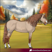 Horse Color:Red Dun 