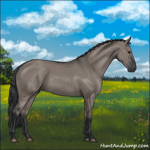 Horse Color:Grullo
