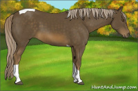 Horse Color:Chocolate Palomino Tobiano 
