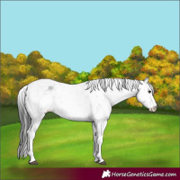 Horse Color:Black Sabino 