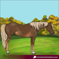 Horse Color:Chocolate Palomino