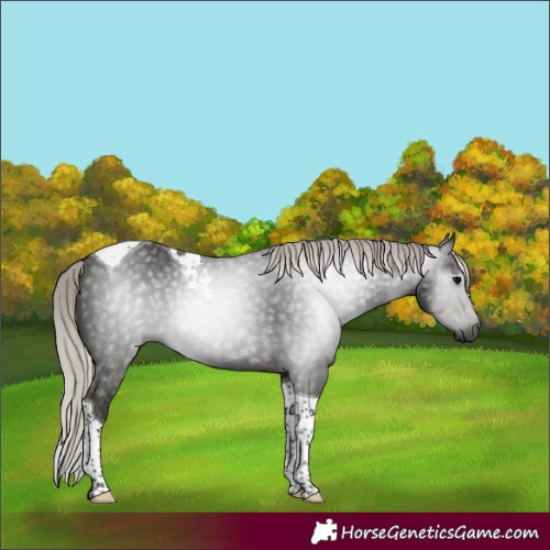 Horse Color:Gray Silver Black Tobiano 