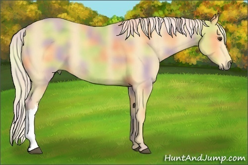 Horse Color:Nacre Palomino 