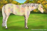Horse Color:Nacre Palomino 