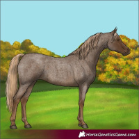 Horse Color:Chocolate Palomino Roan 