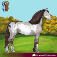 Horse Color:Chocolate Grullo Chinchilla Frame 
