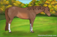 Horse Color:Chestnut 