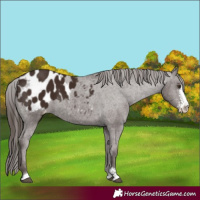 Horse Color:Liver Chestnut Sabino Blanket