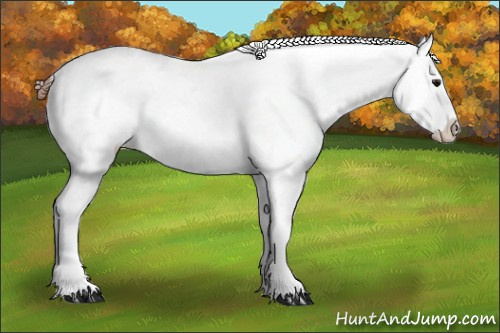 Horse Color:Bay Dun Tobiano Snowcap 