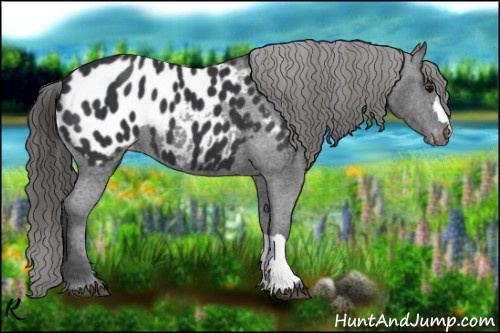 Horse Color:Black Appaloosa 