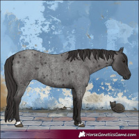 Horse Color:Smoky Blue Roan 