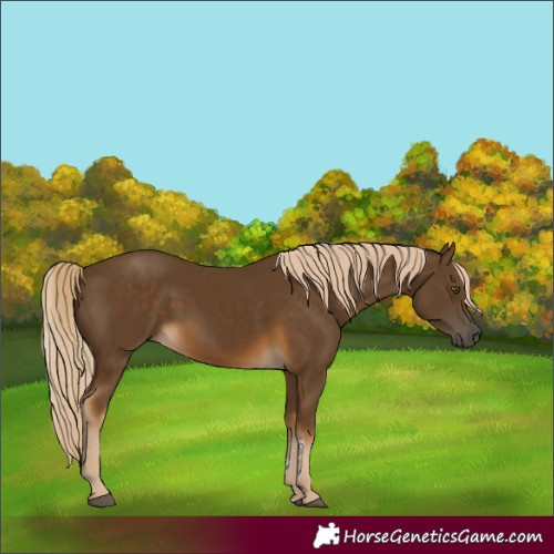 Horse Color:Unknown 
