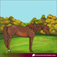 Horse Color:Unknown 