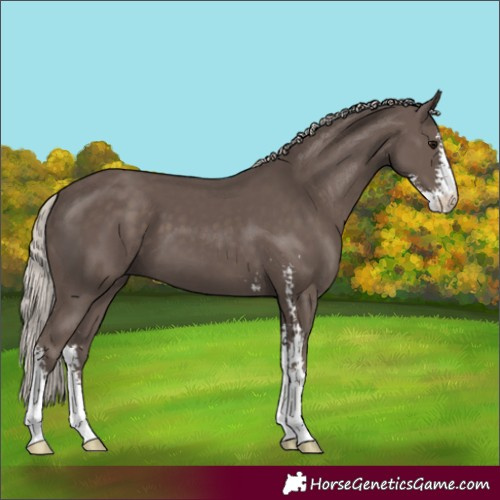 Horse Color:Silver Black Sabino 