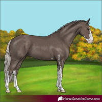 Horse Color:Silver Black Sabino 