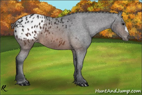 Horse Color:Brown Appaloosa 