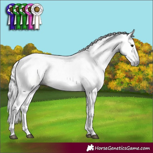 Horse Color:Gray Silver Brown Dun Sabino Rabicano