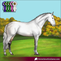 Horse Color:Gray Silver Brown Dun Sabino Rabicano 