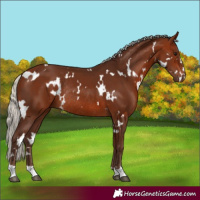 Horse Color:White Spotted Silver Bay Rabicano 