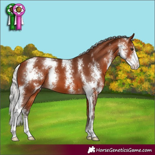 Horse Color:Silver Brown Sabino 