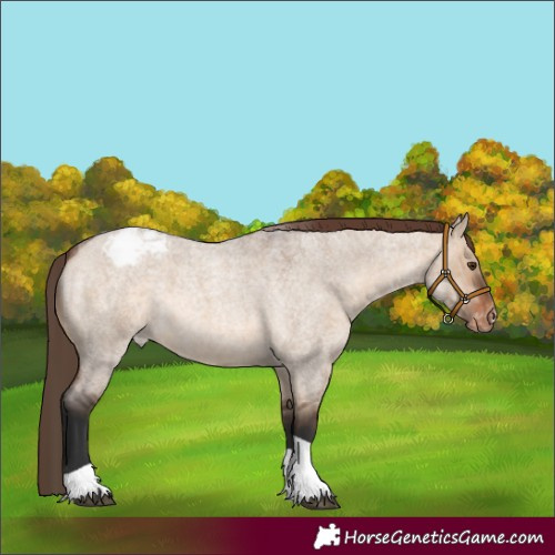 Horse Color:Brown Roan Dun Tobiano Appaloosa 