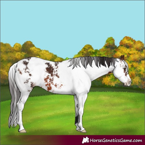 Horse Color:Brown Sabino
