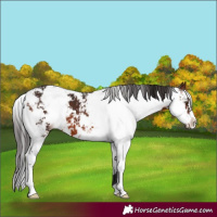 Horse Color:Brown Sabino 
