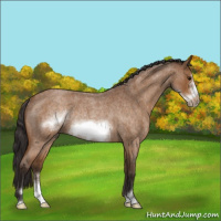 Horse Color:Buckskin Roan Sabino Frame Rabicano