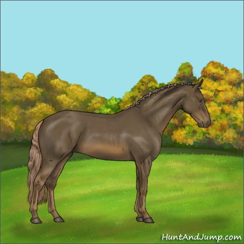 Horse Color:Chocolate Palomino Roan 