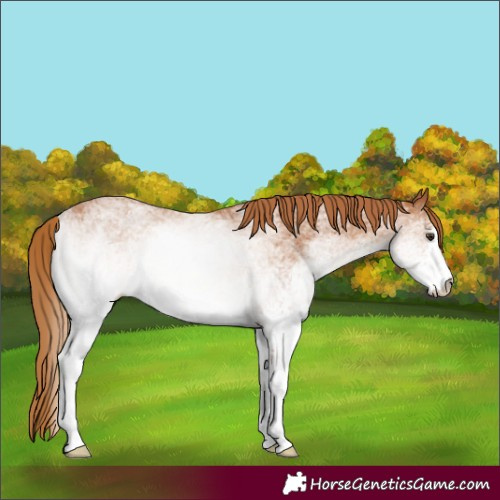Horse Color:White Spotted Chestnut 