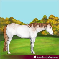 Horse Color:White Spotted Chestnut 
