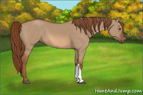 Horse Color:Red Dun 