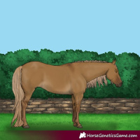 Horse Color:Chocolate Palomino Dun 