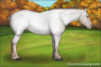 Horse Color:Red Roan Appaloosa 