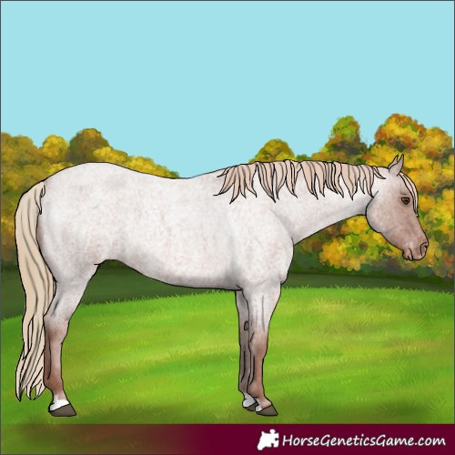 Horse Color:Red Roan Appaloosa 