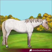Horse Color:Red Roan Appaloosa 