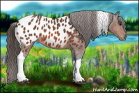 Horse Color:Bay Roan Tobiano Appaloosa 