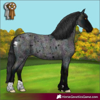 Horse Color:Midnight Blue Roan 