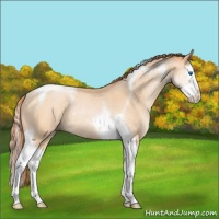 Horse Color:Buckskin Pearl Splash Tobiano Rabicano 