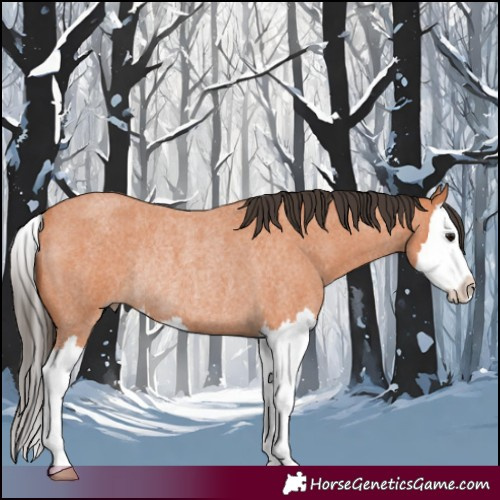 Horse Color:Bay Roan Splash Rabicano