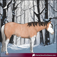 Horse Color:Bay Roan Splash Rabicano 