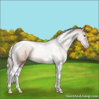 Horse Color:Silver Brown Pearl Tobiano Rabicano 