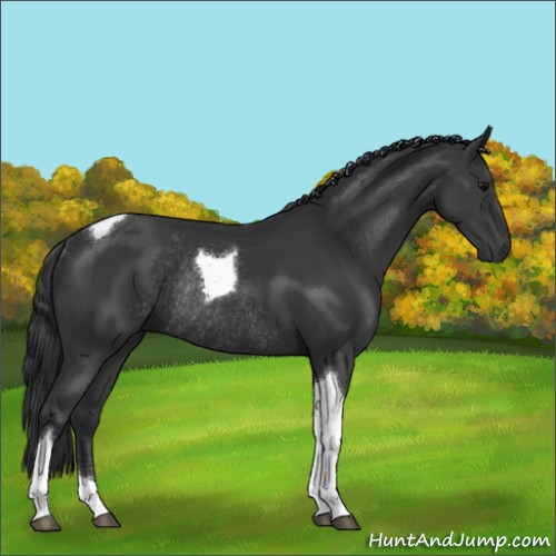 Horse Color:Black Tobiano Rabicano