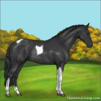 Horse Color:Black Tobiano Rabicano 