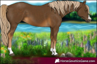 Horse Color:Chocolate Palomino 