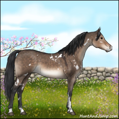 Horse Color:White Spotted Brown Dun 