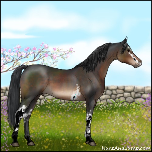 Horse Color:White Spotted Brown 