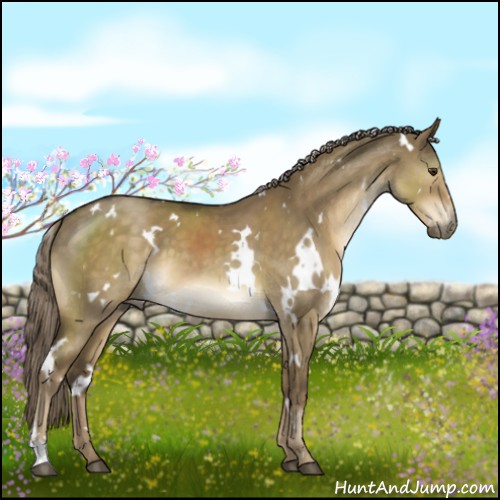 Horse Color:White Spotted Chocolate Palomino Dun 