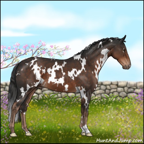 Horse Color:White Spotted Liver Chestnut 