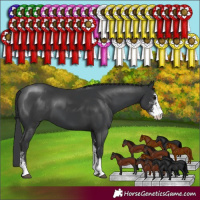 Horse Color:Black Sabino